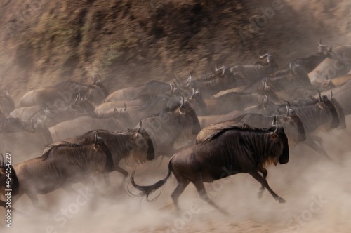 Gnu living in Masai Mara, Kenya