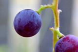 Purple Grape Solo 01