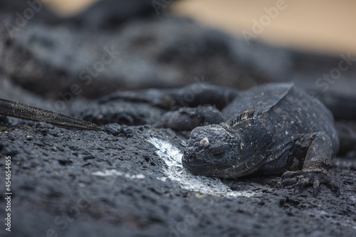 A Galapagos Marine Iguana resting on black volcanic rocks