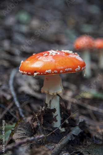 Red bright beautiful inedible mushroom fly agaric sprouted through dry leaves in Latvian autumn forest