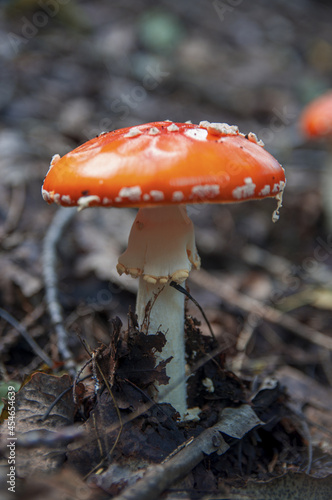Red bright beautiful inedible mushroom fly agaric sprouted through dry leaves in Latvian autumn forest