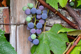 Purple Grape Cluster 07