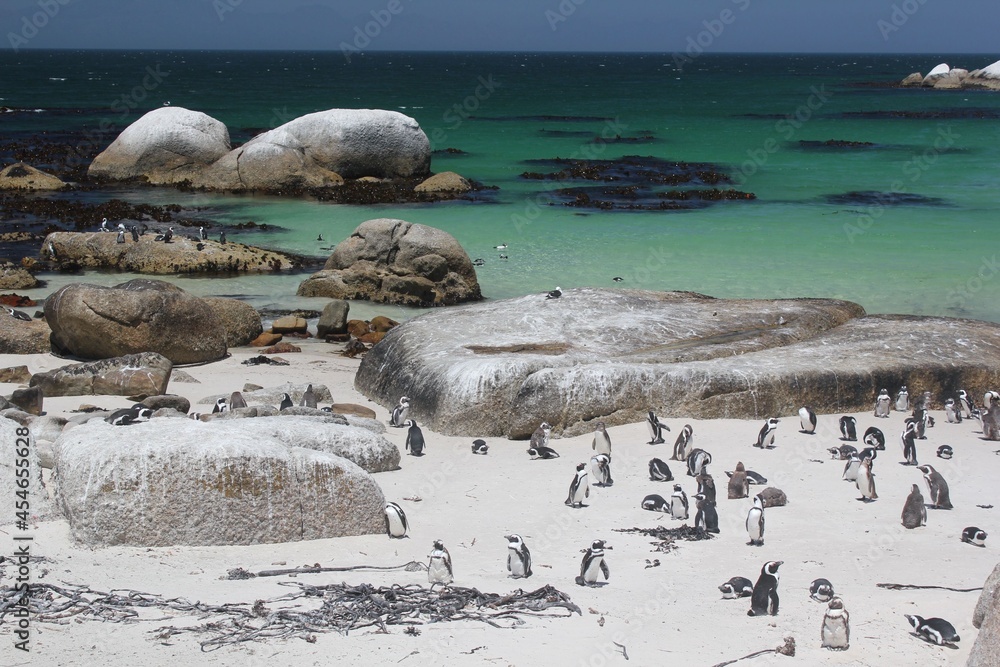 Fototapeta premium south african penguins