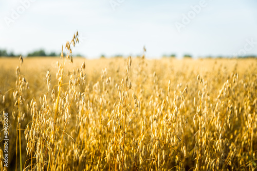 Ripe golden oats spikelets on the field. Selective focus. Shallow depth of field.