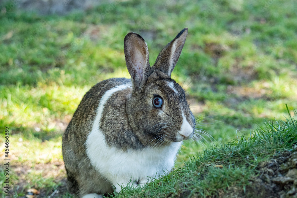 Fototapeta premium close up of a beautiful rabbit with blue eyes and mixed grey and white fur eating behind small grasses filled slope in the park