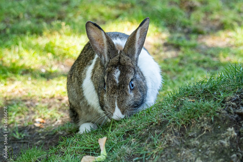 close up of a beautiful rabbit with blue eyes and mixed grey and white fur eating behind small grasses filled slope in the park © Yi