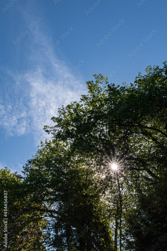 Obraz premium sun light shine through the dense foliage in the park with thin layer of cloud pass by the sky