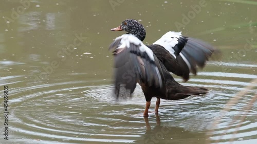 White-winged Duck, Asarcornis scutulata, Phu Khiao Wildlife Sanctuary, Thailand; seen on a log submerged in the water shaking its wings to dry. photo