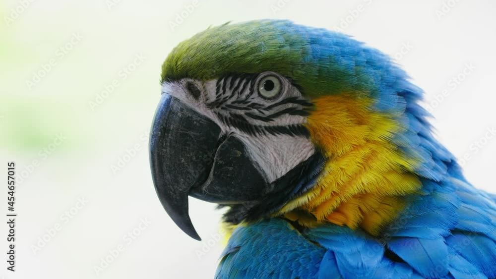 Slow motion macro of multicolored Ara Ararauna Parrot against bright sunlight Slow motion macro of multicolored Ara Ararauna Parrot against bright sunlight