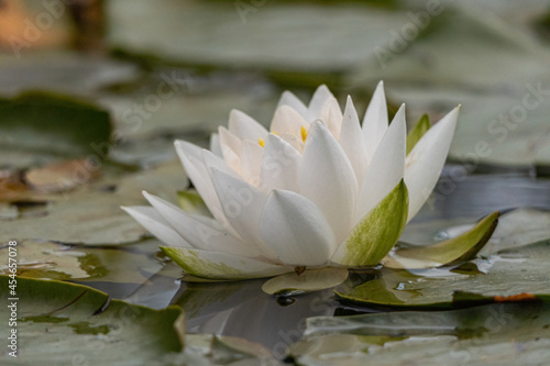 close up of white waterlily blooming in the pond surrounded by big leaves