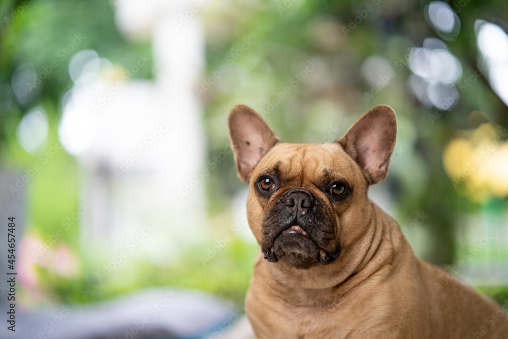 Cute French bulldog looking to camera indoor.