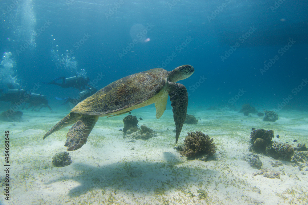 フィリピン、ビサヤ地方、ボホール州、パングラオ島近くのバリカサグ島でダイビングをした時の風景  Scenery during a dive at Balicasag Island near Panglao Island, Bohol, Visayas, Philippines. 