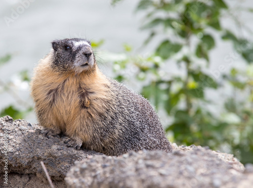 A Yellow bellied Marmot on a rock. Taken in Canada