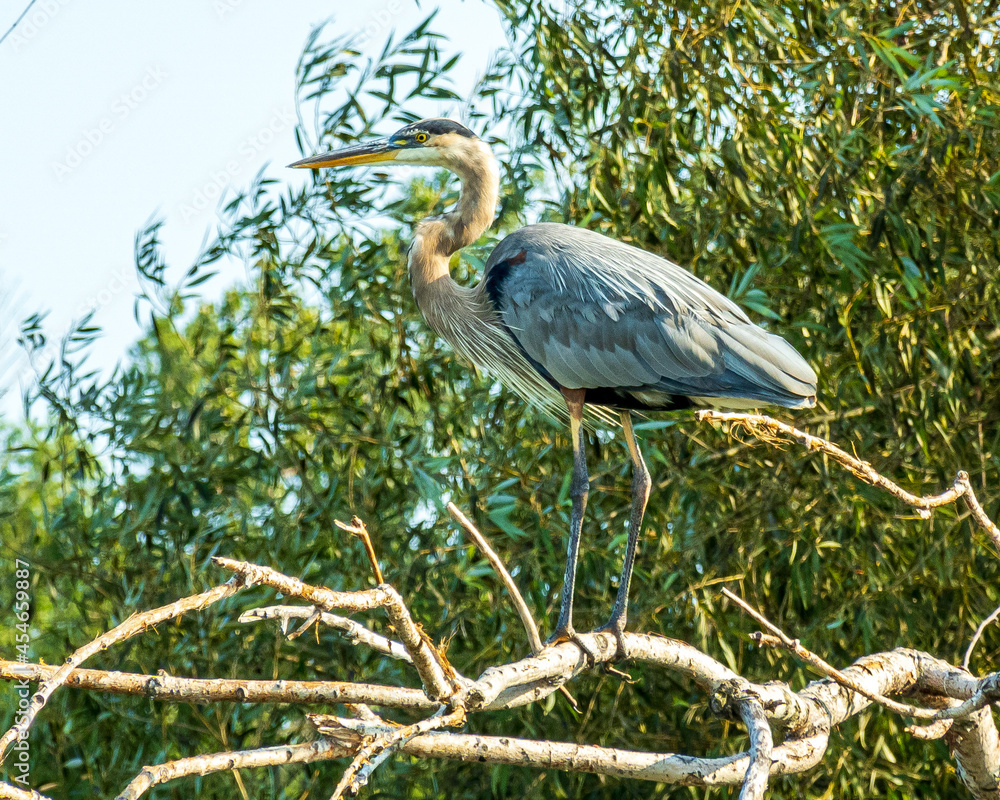 Fototapeta premium A Great Blue Heron perched on a dead log b eside one of the many ponds on the Toronto Islands.
