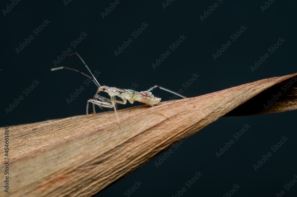 Predatory Insect Nymph Tiny assassin bug nymph almost transparent-like. Assassin Bug Nymph ...