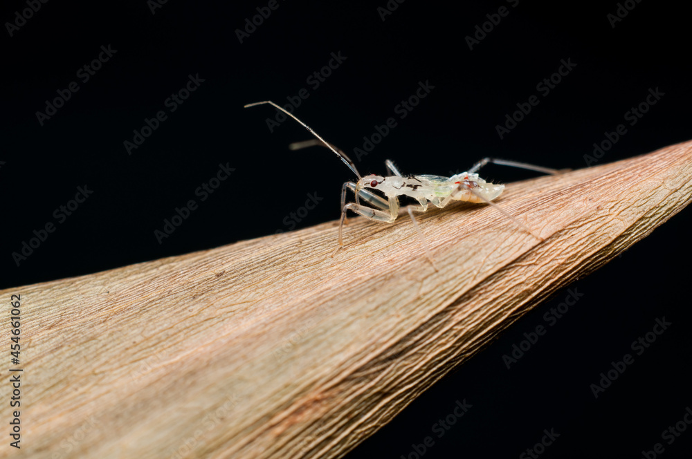 Tiny assassin bug nymph almost transparentlike. Assassin Bug Nymph. Usually motionless and