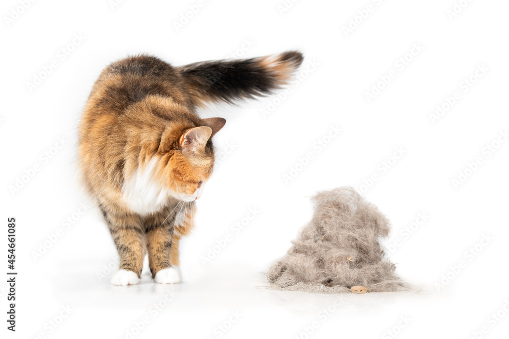 Cat looking at large pile of pet fur and dirt debris collected by a