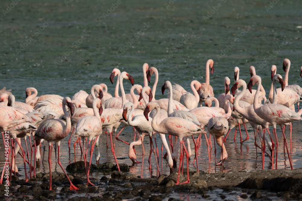 Fototapeta premium beautiful sunset over the lakes of Baringo with pink flamingos in the foreground