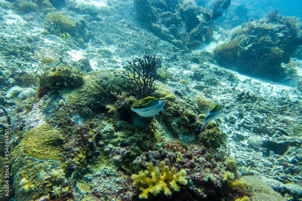フィリピン、セブ島近くのマクタン島でダイビングしている風景 Scenery of diving in Mactan Island near Cebu, Philippines. フィリピン、セブ島近くのマクタン島でダイビングしている風景 Scenery of diving in Mactan Island near Cebu, Philippines.