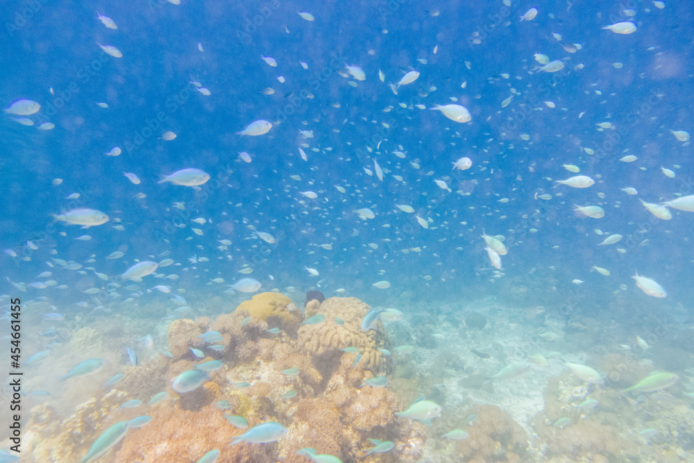 Fototapeta premium フィリピン、セブ島近くのマクタン島でダイビングしている風景 Scenery of diving in Mactan Island near Cebu, Philippines. 