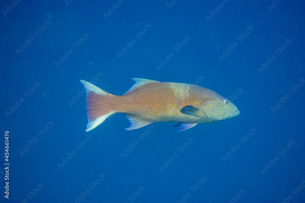 フィリピン、セブ島近くのマクタン島でダイビングしている風景 Scenery of diving in Mactan Island near Cebu, Philippines. フィリピン、セブ島近くのマクタン島でダイビングしている風景 Scenery of diving in Mactan Island near Cebu, Philippines.