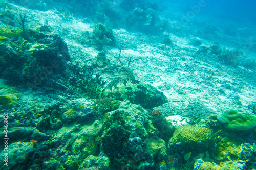 フィリピン、セブ島近くのマクタン島でダイビングしている風景 Scenery of diving in Mactan Island near Cebu, Philippines. 