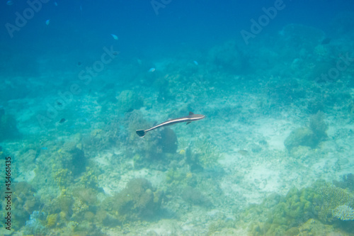 フィリピン、セブ島近くのマクタン島でダイビングしている風景 Scenery of diving in Mactan Island near Cebu, Philippines. 