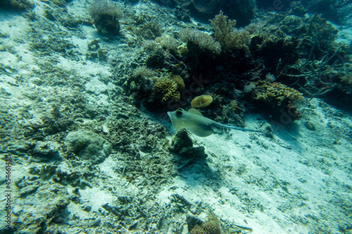                                                                                         Scenery of diving in Mactan Island near Cebu  Philippines. 