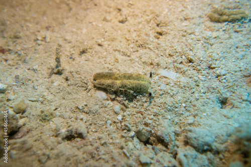                                                                                         Scenery of diving in Mactan Island near Cebu  Philippines. 