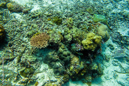 フィリピン、セブ島近くのマクタン島でダイビングしている風景 Scenery of diving in Mactan Island near Cebu, Philippines. 