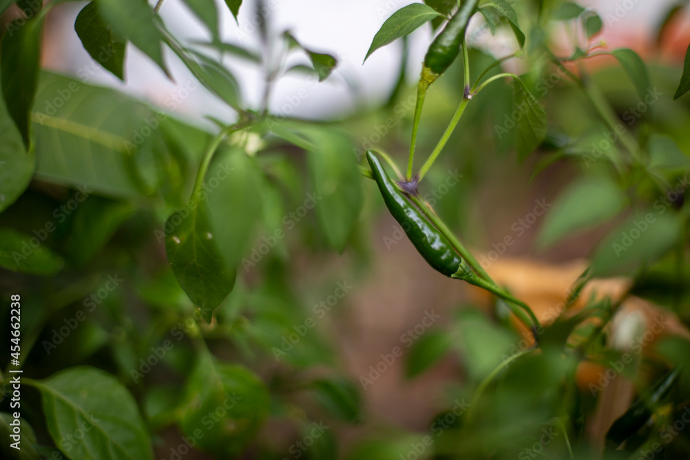 Close up photo of chili and blurred background. Close up photo of chili and blurred background.