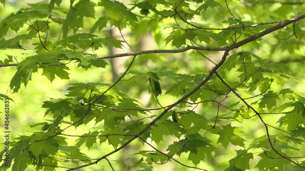 A Black-Capped Chickadee hops from branch to branch in a Maple Tree. The Chickadee is a common site in North America and Canada A Black-Capped Chickadee hops from branch to branch in a Maple Tree. The Chickadee is a common site in North America and Canada