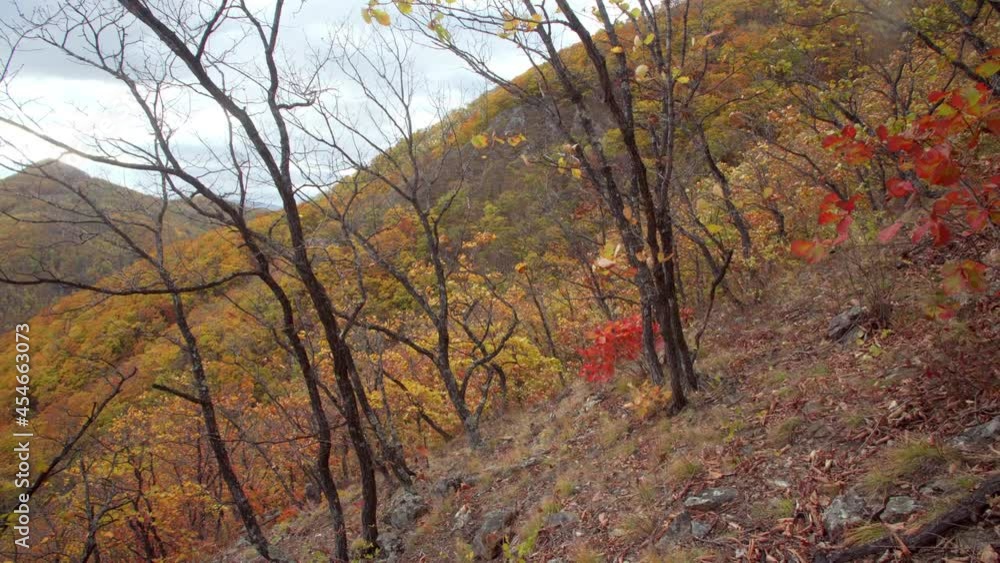 Sliding view of high trees covered with colorful leaves in the autumn forest growing on the hill slope. Mountains are seen through the trees trunks Sliding view of high trees covered with colorful leaves in the autumn forest growing on the hill slope. Mountains are seen through the trees trunks