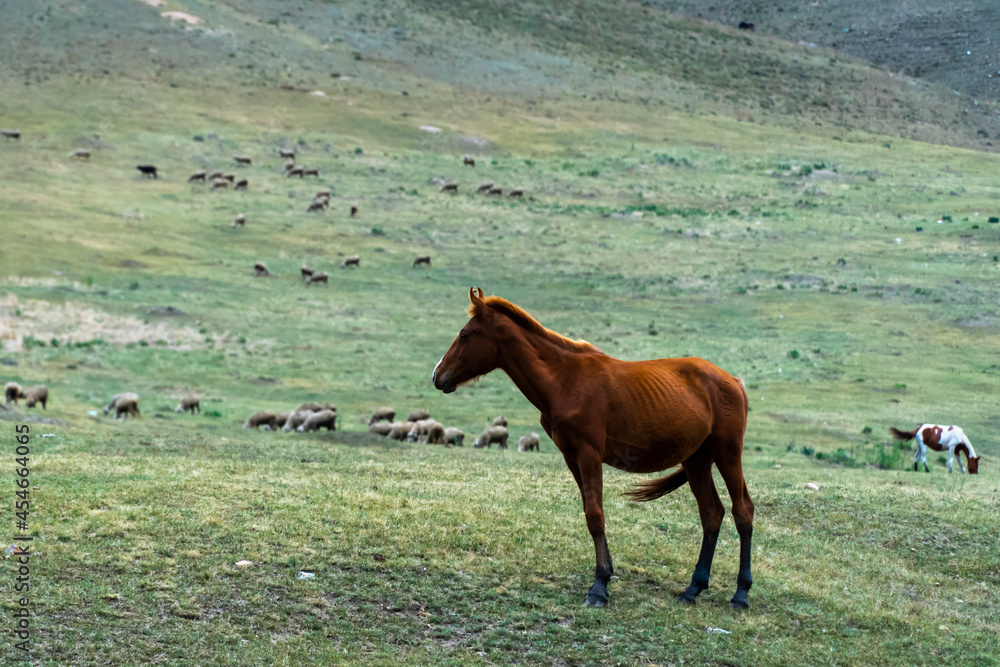 Fototapeta premium horses graze in the meadow. horses graze at the foot of the mountains. pets walk in the steppe