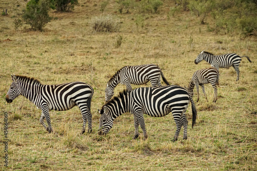 Wild zebras grazing in the African savanna  Masai Mara National Reserve  Kenya 