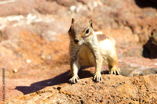 Closeup portrait of a Barbary ground squirrel (Atlantoxerus getulus) looking at the camera photo