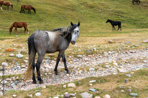 Fototapeta Naklejka Na Ścianę i Meble -  horses graze in the meadow. horses graze at the foot of the mountains. pets walk in the steppe