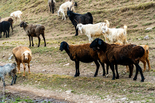 sheep graze in the meadow. sheep graze at the foot of the mountains. pets walk in the steppe