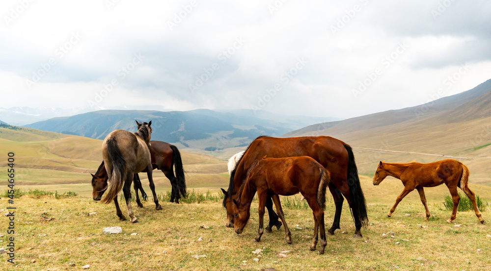 horses graze in the meadow. horses graze at the foot of the mountains. pets walk in the steppe