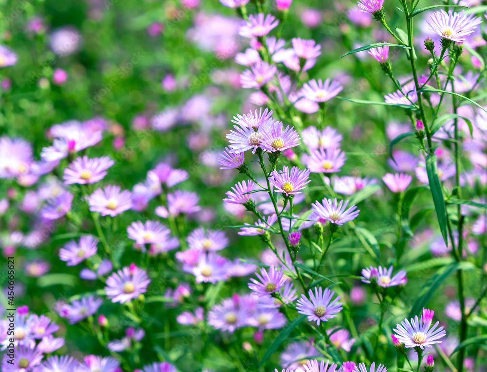 Aster amellus blooms in the ecological garden on a sunny spring morning. Purple flowers symbolize loyalty and sadness Aster amellus blooms in the ecological garden on a sunny spring morning. Purple flowers symbolize loyalty and sadness