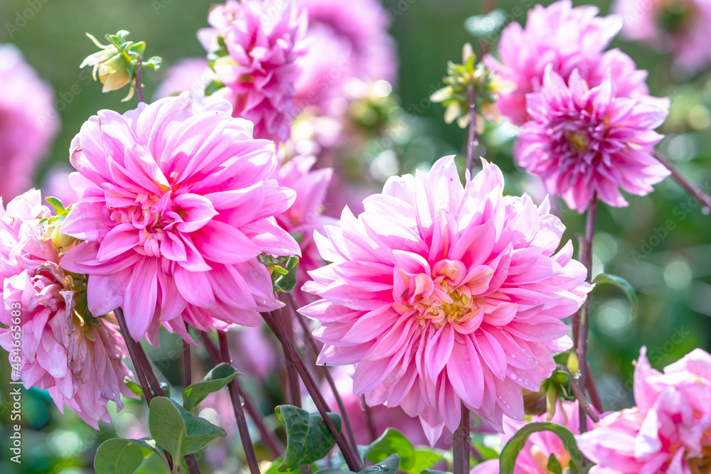 Dahlia blooms in an ecological garden, a perennial tuber plant that usually blooms in summer and fall, originated from Mexico. Flowers are used to decorate the space and freshen the air Dahlia blooms in an ecological garden, a perennial tuber plant that usually blooms in summer and fall, originated from Mexico. Flowers are used to decorate the space and freshen the air
