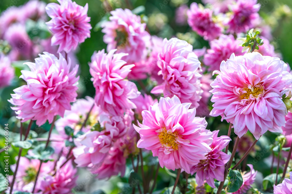 Dahlia blooms in an ecological garden, a perennial tuber plant that usually blooms in summer and fall, originated from Mexico. Flowers are used to decorate the space and freshen the air