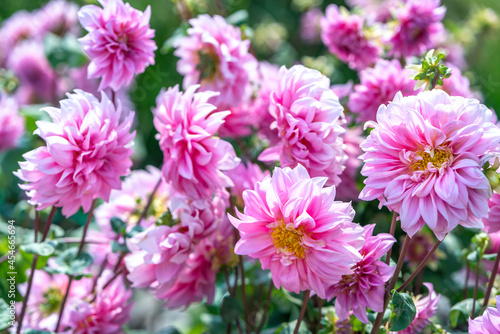 Dahlia blooms in an ecological garden  a perennial tuber plant that usually blooms in summer and fall  originated from Mexico. Flowers are used to decorate the space and freshen the air
