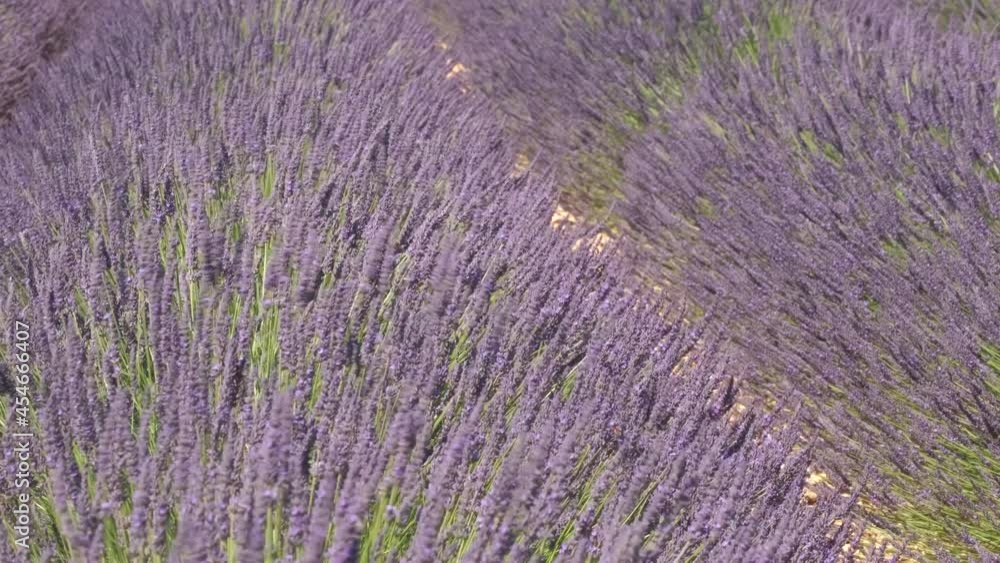 Lavender purple flower blossoming in summer Lavender purple flower blossoming in summer
