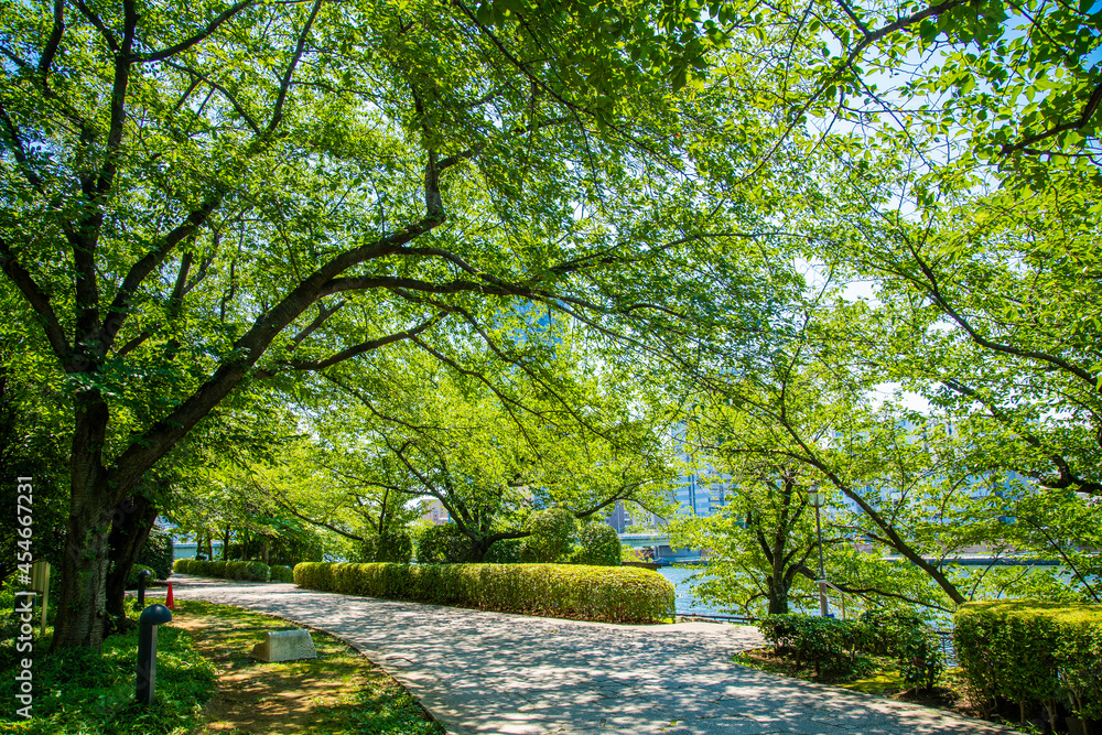 Fototapeta premium 佃公園