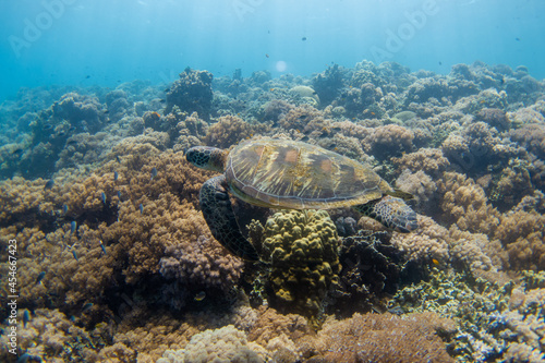                                                                                                                                                           Sea turtle seen while diving at Balicasag Island  near Panglao Island  Bohol Province  Visayas  Philippines.