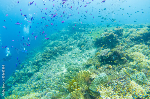 フィリピン、ビサヤ地方、ボホール州、パングラオ島近くのバリカサグ島でダイビングしている風景 Scenery of diving in Balicasag Island near Panglao Island, Bohol Province, Visayas, Philippines. 