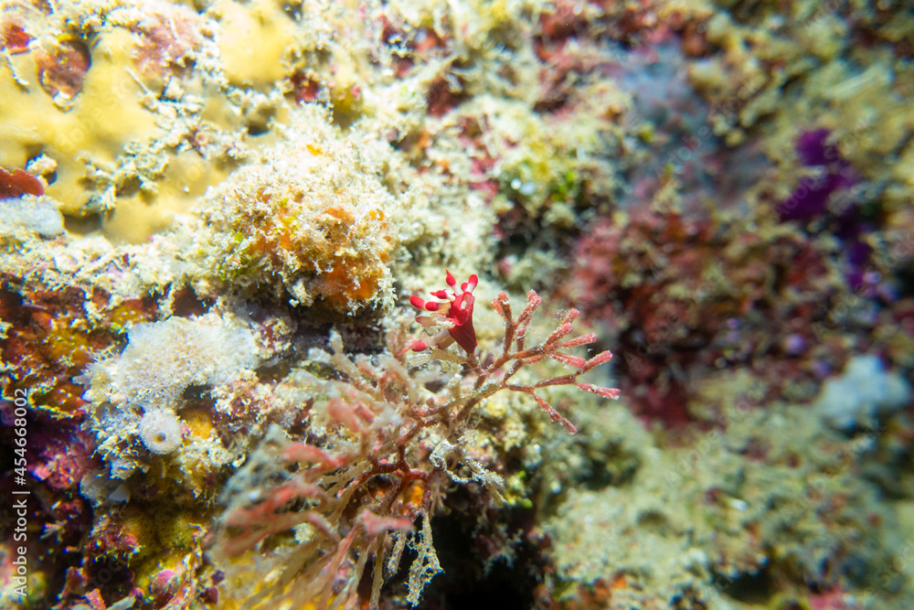 フィリピン、ビサヤ地方、ボホール州、パングラオ島近くのバリカサグ島でダイビングしている風景 Scenery of diving in Balicasag Island near Panglao Island, Bohol Province, Visayas, Philippines. フィリピン、ビサヤ地方、ボホール州、パングラオ島近くのバリカサグ島でダイビングしている風景 Scenery of diving in Balicasag Island near Panglao Island, Bohol Province, Visayas, Philippines.