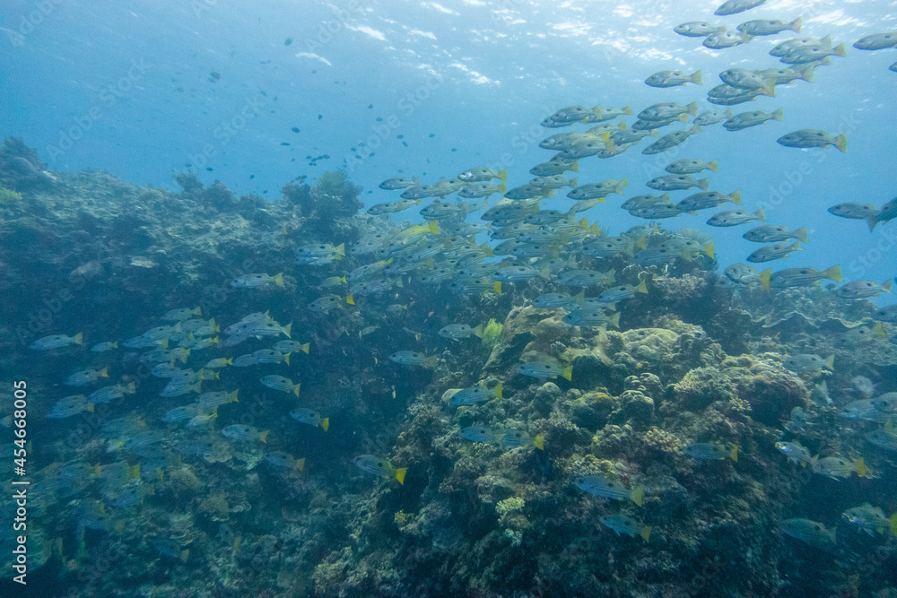 フィリピン、ビサヤ地方、ボホール州、パングラオ島近くのバリカサグ島でダイビングしている風景  Scenery of diving in Balicasag Island near Panglao Island, Bohol Province, Visayas, Philippines. 