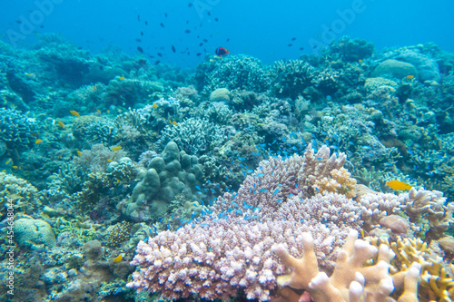                                                                                                                                          Scenery of diving in Balicasag Island near Panglao Island  Bohol Province  Visayas  Philippines. 